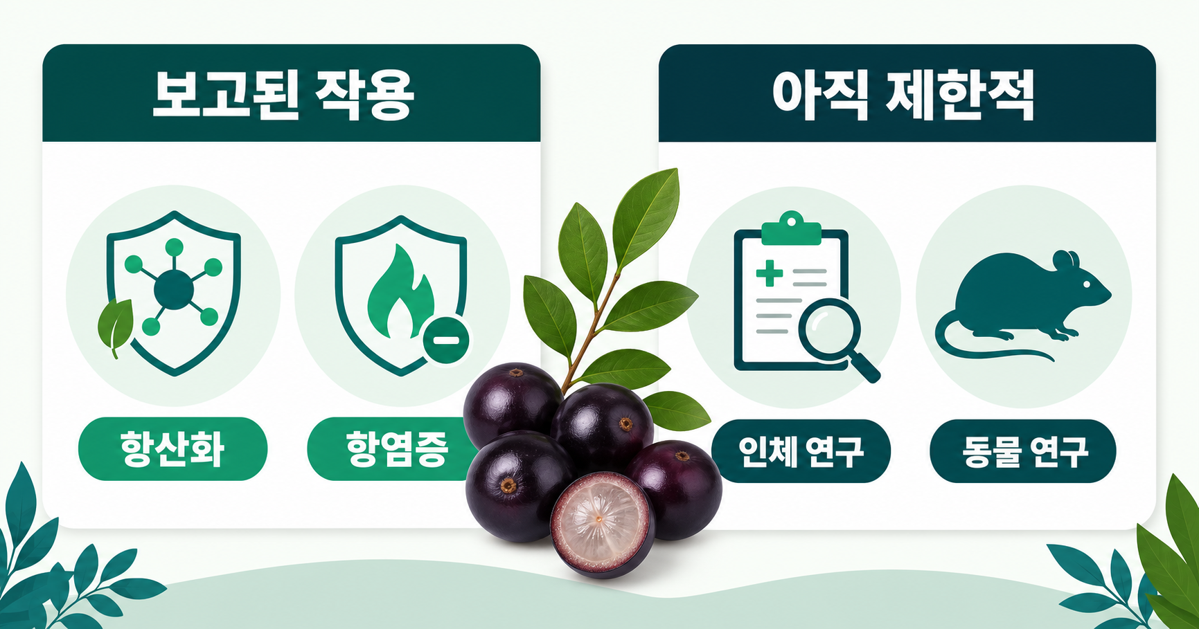 효능 근거 구분